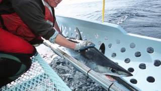 Tagging Mako and Blue Sharks [upl. by Neitsirhc990]