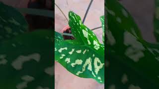 💛Militari caladium for sale Floweringgardenvlog 💛 [upl. by Veator]