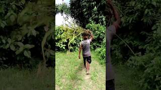 Amazing Farmers Carrying Harvested Jute shorts [upl. by Atsejam733]