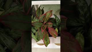 घर की खूबसूरती के लिए कौन कौन से पौधे लगाएं Indoor plants Plants for home decoration [upl. by Marrin67]