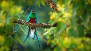 Resplendent Quetzal Burung Eksotik Endemik Amerika Tengah duniasatwa [upl. by Kwarteng]