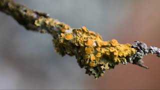 Les lichens [upl. by France]