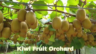 Kiwifruit Orchard in New Zealand [upl. by Marilou]