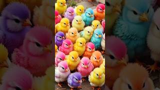 colorful chicks world 🐥🐤🐣 [upl. by Kevin906]