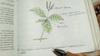 morphology and anatomy of Gnetum [upl. by Naima]