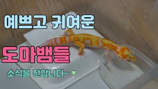 오랜만에 마뱀이들 소식을 전합니다 With클로바 더빙 [upl. by Shiau]