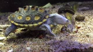 Malaclemys terrapin macrospilota eating snails [upl. by Enahsal517]