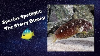 Species Spotlight The Starry Blenny [upl. by Cordelia794]