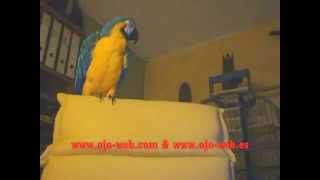 GUACAMAYO HABLANDO Y CANTANDO [upl. by Mannes45]