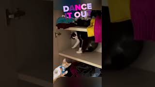 😭🤣funny cats amp dogs watch till the end 😹 [upl. by Ardeth283]