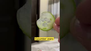 🥒 cucumber placentation ovary and family explained in hindiplantanatomy neetshorttricks [upl. by Chilcote]