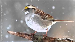 Whitethroated Sparrow Song [upl. by Klehm]