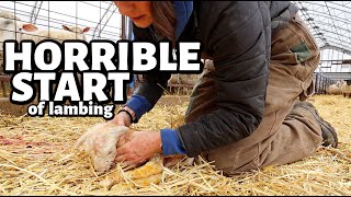 A horrible start to Spring Lambing 2024 but are we FINALLY starting to turn around Vlog 776 [upl. by Yarg]