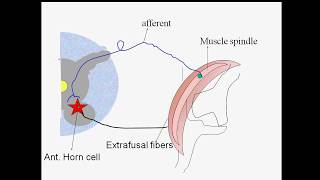 Monosynaptic Reflexes [upl. by Idissac182]