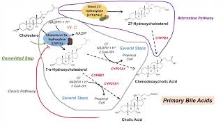 Bile Acid Synthesis  Classic and Alternative Pathways  Primary and Secondary Bile Acids [upl. by Lawler]