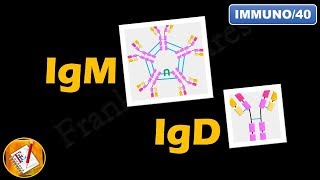 IgM IgD  Structure Properties and Functions FLImmuno40 [upl. by Linden610]