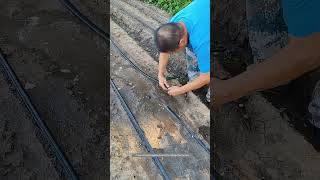 Black Hoses Irrigating Technique [upl. by Daahsar]