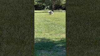 Queen Luka inspects her fiefdom Ana Guard North Stella Guard South huskylove funnyanimals dog [upl. by Tine]