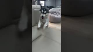 What  pomsky 博美奇 what run cute funny [upl. by Haceber]