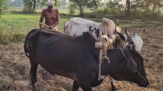 Old Man Morning Routine of Ploughing Field With Bulls  Village Life Pakistan [upl. by Godding750]