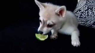 Alaskan Klee Kai Puppy Freaks Out Over Lime [upl. by Pooi]