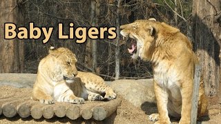 What Is a Liger  quotThe Largest Cat in the Worldquot [upl. by Norrek]