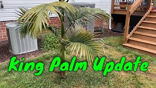 Virginia King Palm Update August 2023 [upl. by Ninerb]