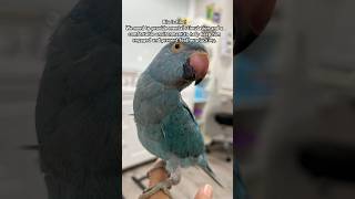 Blu’s visit to avian veterinarian Please subscribe to follow our story ❤️ Indian Ringneck 🦜 [upl. by Adnoryt]