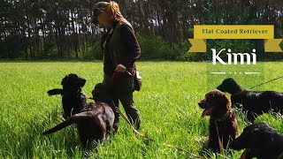 7 Flat Coated Retrievers having a Perfect Day Together [upl. by Vania553]