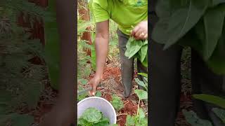 HOW TO HARVEST TERERE AMARANTHUS [upl. by Assele]