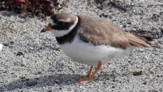 Common Ringed Plover  Sandlo Charadrius hiaticula [upl. by Gurolinick]