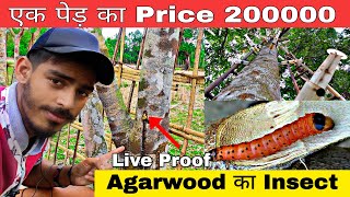 Agarwood Ka Insect 🐛Live Proof  Agarwood Plantation 🌱 [upl. by Leasi]