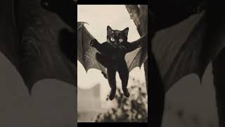 cat gattini gatto funny gatta animation gattidivertenti halloween gattonero cute [upl. by Haelahk841]