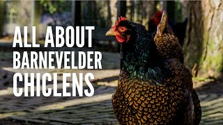 Barnevelder Chickens  Everything You Need to Know [upl. by Ally]