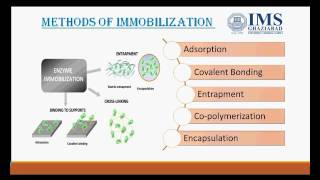 Enzyme immobilization [upl. by Norval547]