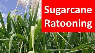 How to practice Ratooning of Sugarcane in Brief [upl. by Kindig673]