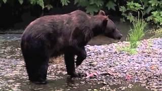 Grizzlies fishing in Tongass National Forest Alaska [upl. by Haukom434]