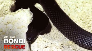 Poisonous Black Snake  Best of Bondi Rescue [upl. by Amabil]