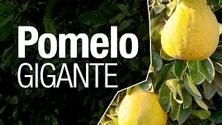 O Pomelo Gigante ou Grapefruit  Como consumir [upl. by Etheline]