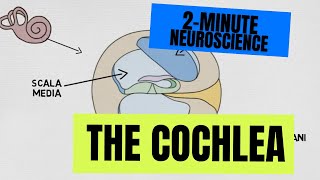 2Minute Neuroscience The Cochlea [upl. by Trutko122]