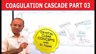 Coagulation Cascade  Part 312 [upl. by Eolande]