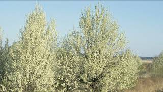 Missouri Department of Conservation Callery Pear [upl. by Kirbie]