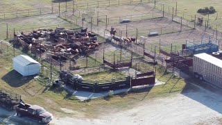 Cattle Hauling  Mart TX to Dalhart TX [upl. by Dorina]