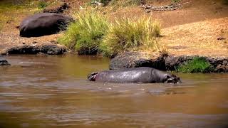 Hippo Gives Birth  Saves Newborn From Croc [upl. by Ragan]