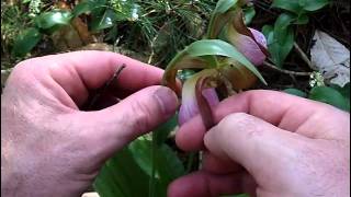 MyNature Apps Identifying Pink Ladys Slipper Cypripedium acaule [upl. by Orelie]