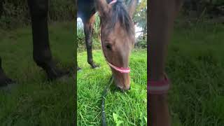 A po treningu 😍 jeździectwo equestrian jazdakonna nature [upl. by Cicero632]