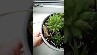 Haworthia Cooperi shorts plants succulent [upl. by Joshuah]