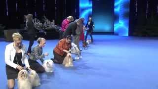 Voittaja 2014 koiranäyttely  ryhmäkilpailut ja Best in Show [upl. by Cl]