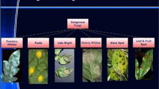 Plant Health amp Disease Troubleshooting Guide [upl. by Ardnikal]