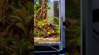 WILD BETT CUPANG PALING PINTER wildbetta bettafish ikancupang aquascape fyp shorts [upl. by Peltz]